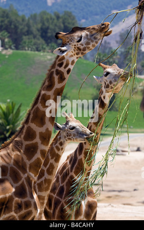 Giraffe (Giraffa camelopardalis) Foto Stock