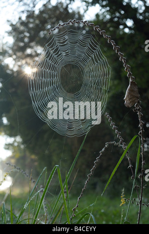 Spider Web del giardino europeo spider (Araneus diadematus) Foto Stock