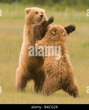 Alaskan Orso Bruno aka Orsi Grizzly nel loro ambiente naturale in Alaska giovani orsi wrestling in piedi in un prato Foto Stock