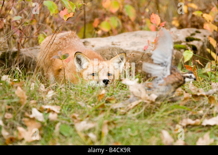 La Volpe rossa Vulpes fulva arenaria Minnesota Stati Uniti 29 settembre adulto stalking Bobwhite Settentrionale che è di prendere il volo. Foto Stock