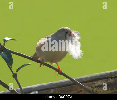 Femmina Zebra Finch Poephila guttata Foto Stock