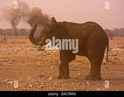 Elephant spolvero stesso dopo aver visitato waterhole in Namibia. Foto Stock