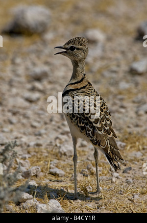 Doppio Courser nastrati nella boccola della Namibia. Foto Stock