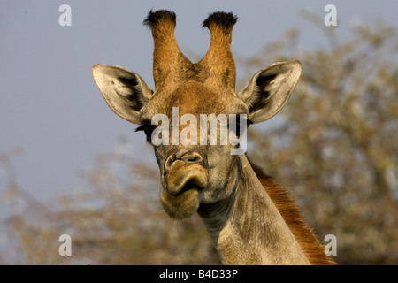 La giraffa masticare su foglie prese off tall trees in Namibia. Foto Stock