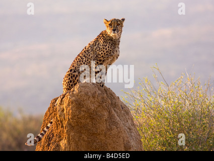 Cheetah poggiante sulla roccia mound, Etosha, Namibia. Foto Stock