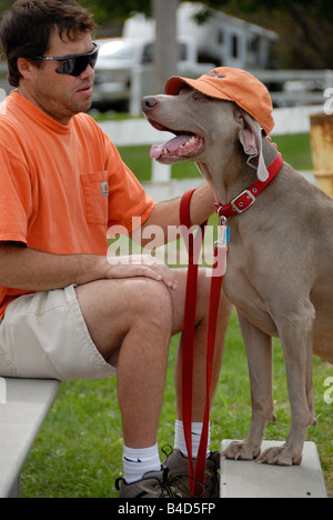 Questo Weimaraner indossa un arancio cappello da baseball che corrisponde al suo padrone la camicia. Foto Stock