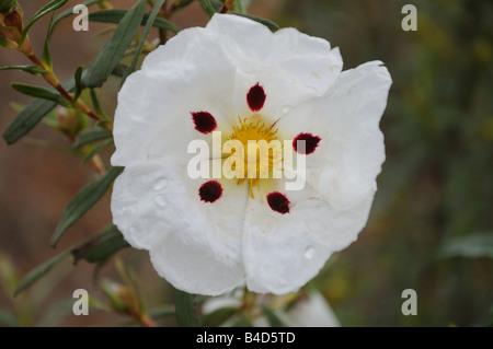 Gomma Gomma Cistus cisto Cistus ladanifer flower Extremadura Spagna Foto Stock