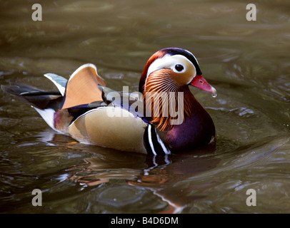 Anatra di mandarino Drake Aix galericulata anatidi Foto Stock