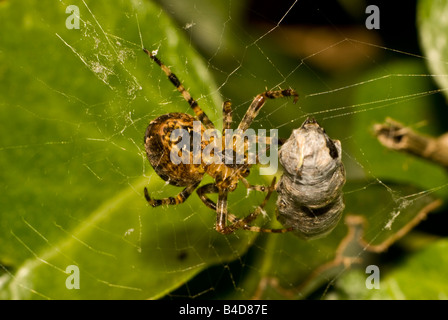 Giardino Spider o Croce Spider (Araneus diadematus) con la preda - Honey Bee avvolto in seta. Regno Unito, Kent, Settembre. Foto Stock