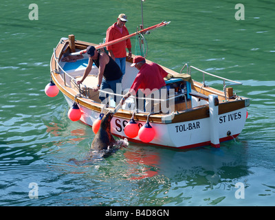 Guarnizione grigio, Halichoerus grypus, essendo alimentato un pesce da un pescatore locale come giunsero nel porto. Newquay Harbour, Cornwall Foto Stock