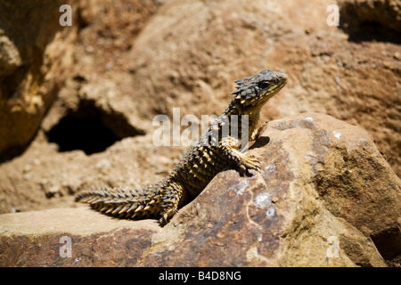 Giant cinto Lizard (Cordylus giganteus) Foto Stock