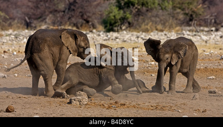 Gli elefanti giocare vicino waterhole in Namibia, Africa. Foto Stock