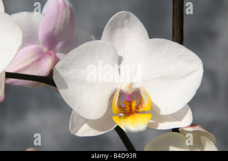 Orchidea Phalaenopsis orchid Foto Stock