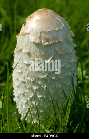 Shaggy copertura di inchiostro funghi Coprinus comatus) Foto Stock