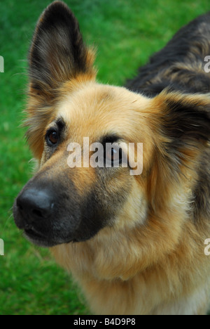 Pastore Tedesco cane (GSD) Foto Stock