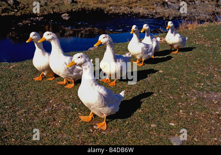 Anatre da cortile 'on parade' Foto Stock