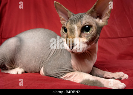 Ampia angolazione di un gatto glabre contro uno sfondo di colore rosso. Foto Stock
