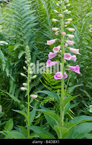 Digitalis purpurea fioritura in luglio. Foto Stock