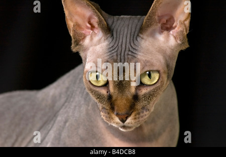 Close up di un gatto senza peli Foto Stock