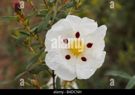 Gomma Gomma Cistus cisto Cistus ladanifer flower Extremadura Spagna Foto Stock