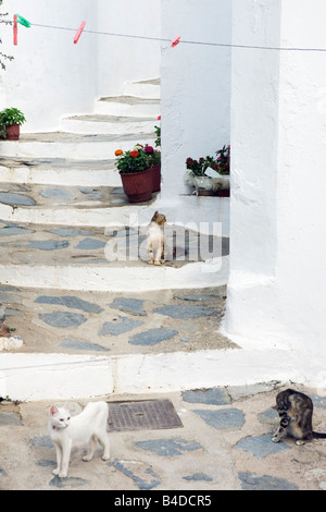 Gatti sui passi nella città di Skopelos Sporadi le isole greche - Grecia Foto Stock