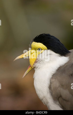 Masked Pavoncella Vanellus (miglia), Australia Foto Stock