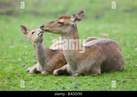 Cervi Sika - Cervus Nippon dybowski Foto Stock