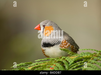 Maschio di Zebra Finch (Taenopygia guttata) Foto Stock