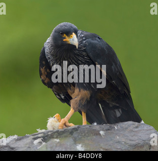 Caracara striato Phalcoboenus australis captive Foto Stock