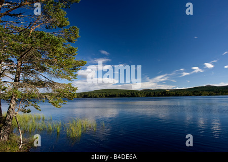 Loch Garten Aviemore Scozia in autunno Foto Stock