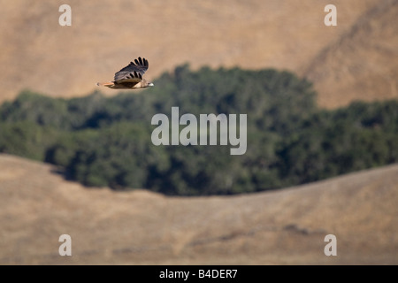 Adulto western red tailed hawk visto dalla vetta della missione picco a picco di missione regionale di preservare. Foto Stock
