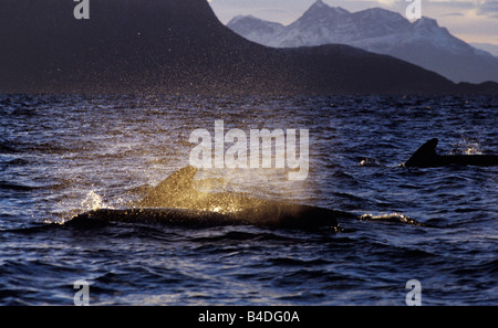 Alalonga Balene Pilota (Globicephala melas), Lofoten, Norvegia Foto Stock
