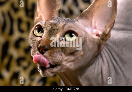 Close up di un gatto glabre con la lingua fuori Foto Stock