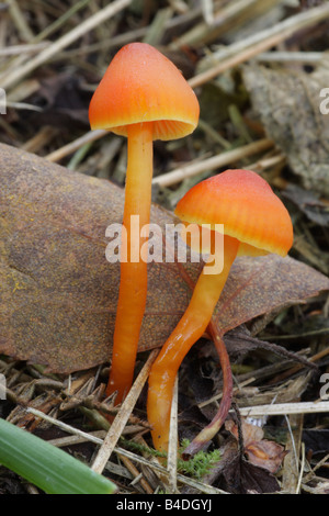 Vermiglio Waxcap - Hygrocybe miniata Foto Stock