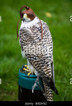 Un Gyr Falcon, Falco rusticolus, indossa una cappa di pelle. Foto Stock