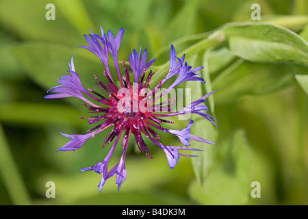 In prossimità di una montagna Bluet fiore (Centaurea montana). Foto Stock