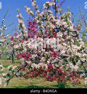 Coloratissima primavera apple blossom in Kent Orchard Foto Stock