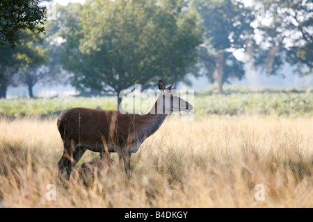 Un solitario solitario giovane femmina rosso cervo doe cervus elaphus odora di aria nervosamente a Richmond Park, Surrey vicino al London REGNO UNITO Foto Stock