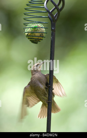 I capretti Starling Sturnus vulgaris Surrey UK Foto Stock