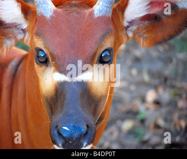 Un africano antilope (Bongo) Foto Stock