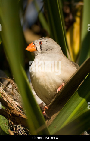 Femmina Zebra Finch Taenopygia guttata captive Foto Stock