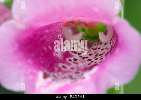 In prossimità di una Digitalis purpurea fiore. Foto Stock