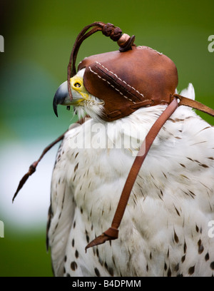 Un Gyr Falcon, Falco rusticolus indossando un cofano in pelle. Foto Stock