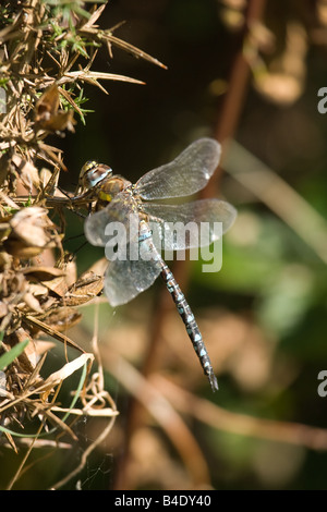 Vista laterale di un migrante hawker dragonfly a Shapwick Heath nel Somerset REGNO UNITO. Foto Stock