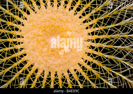 Golden barrel Cactus Foto Stock