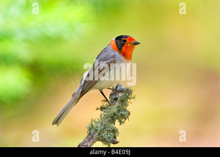 Rosso-di fronte Trillo Cardellina rubrifrons Foto Stock