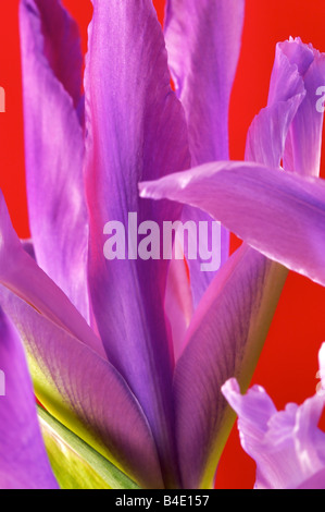 Iris Holandica o olandese iris noto anche come professore Blaaun Iris Foto Stock