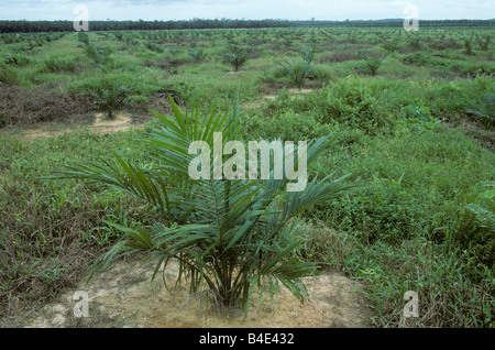 Giovani piantagioni di palme da olio in area sgombra per la piantagione della Malaysia Foto Stock