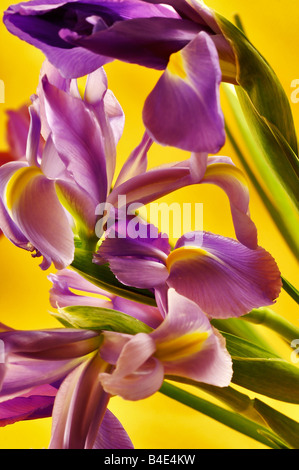 Iris Holandica o olandese iris noto anche come professore Blaaun Iris Foto Stock