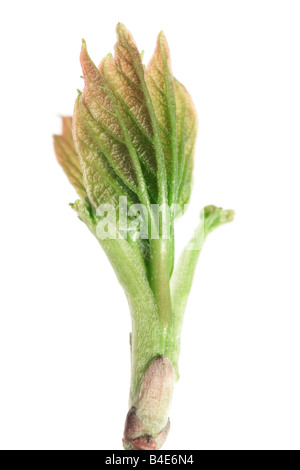 Aperto maple bud isolato su bianco Foto Stock